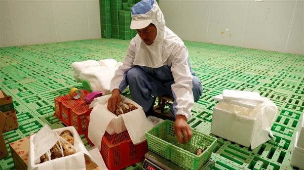 京东物流携手中铁快运开启“高铁生鲜递” 首批产品是娇贵的云南松茸